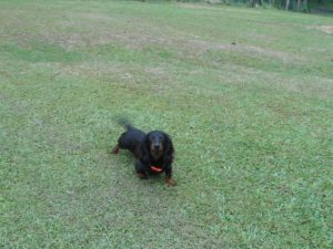 Crystal Gale is a Beautiful, Little Longhair Black and Tan.