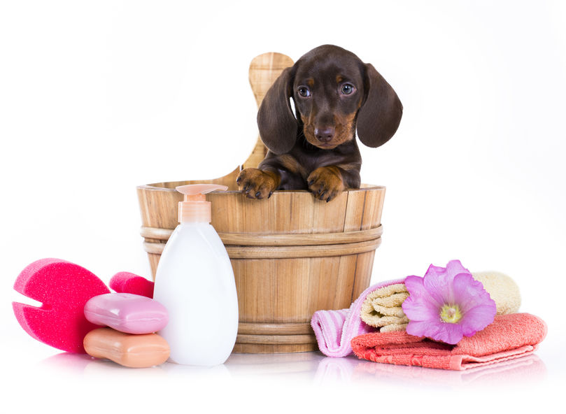 How to Give Your Dachshund a Bath