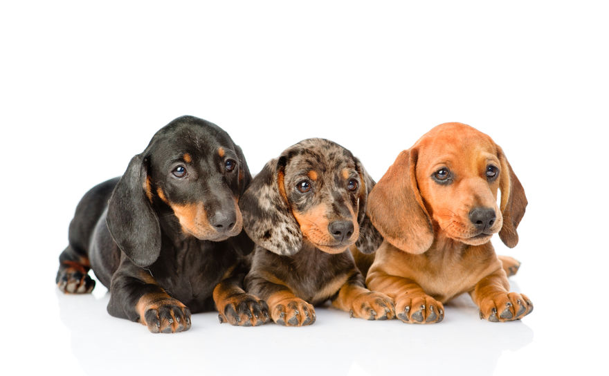Dachshund farm best sale