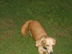 Clemontine is AKC & CKC Registered, and a very Healthy Longhair English Cream Female.