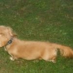Longhaired English Cream Female Puppy