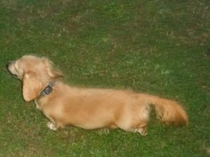 Clemontine is AKC & CKC Registered, and a very Healthy Longhair English Cream Female.