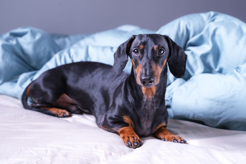 Why Do Dachshunds Dig at the Bed?