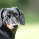 How to Care for Your Senior Dachshund