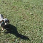 Short Haired Blue & Tan Dachshund