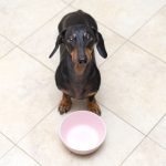 The Pros and Cons of Raw Dog Food for Your Dachshund