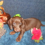 Chocolate & Tan Mini Dachshund Puppy