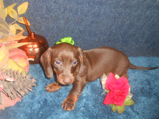 Chocolate & Tan Mini Dachshund Puppy
