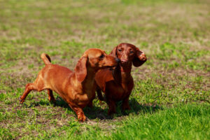two dachshunds playing in grassy field
