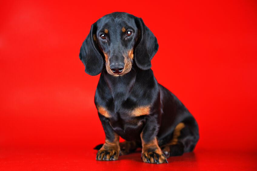 dachshund on red background