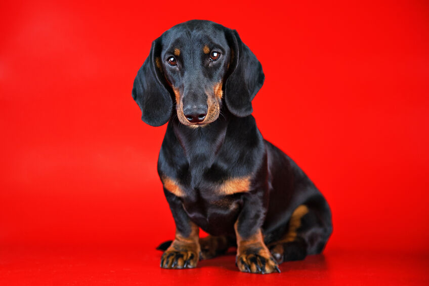 mini dachshund puppies for sale near me