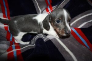 Blue and Tan Piebald
