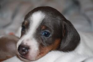 Mollys 2nd pic