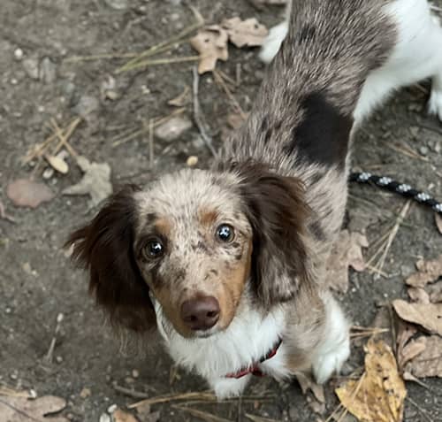 Patti's Dachshund Farm: Miniature Dachshund / Doxie Puppies for Sale