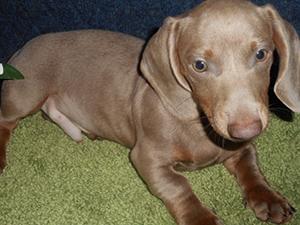 Amazing dachshund puppy for sale and adoption nearby