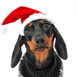 dachshund puppy wearing santa hat