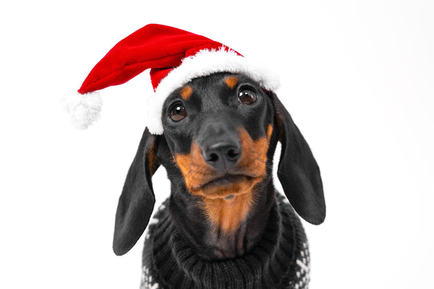 dachshund puppy wearing santa hat