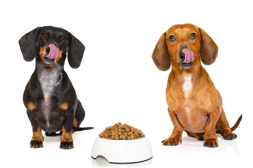 dachshunds sitting by food bowl