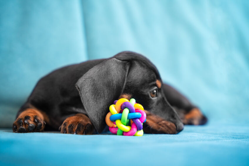 dachshund resting on couch with toy