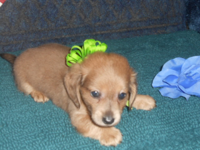 Long Haired Miniature Dachshund