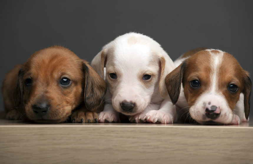 dachshund puppies