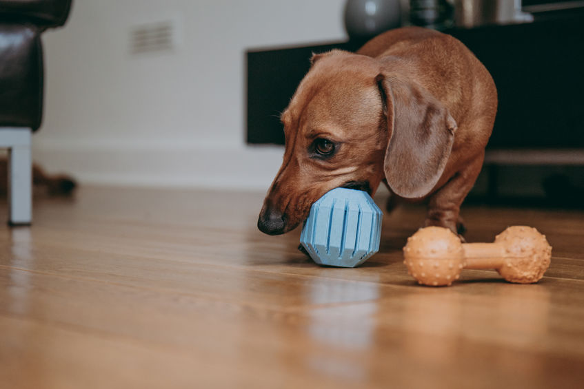 Smooth brown miniature dachshund playing with a rubber toy on the floor at home.
