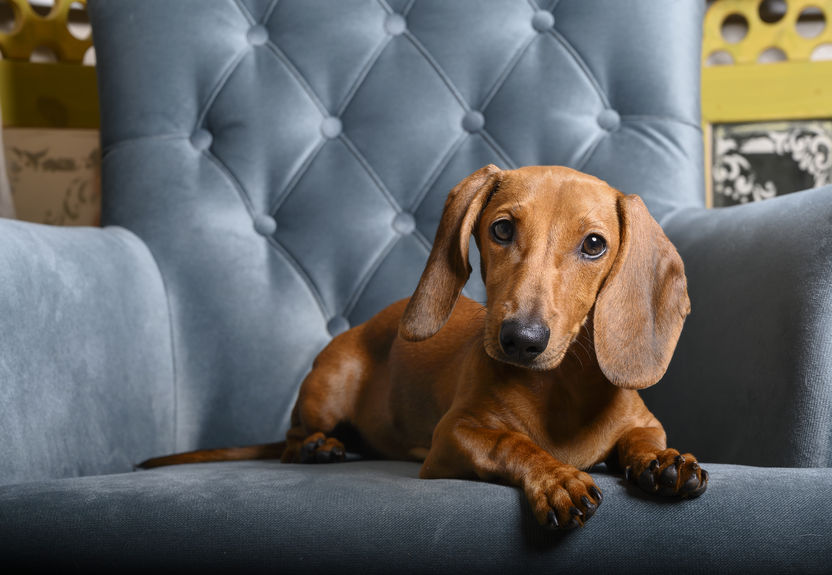 The red-haired dachshund lies on a turquoise chair and looks carefully in front of him, tilting his head to one side. Shooting in the studio.