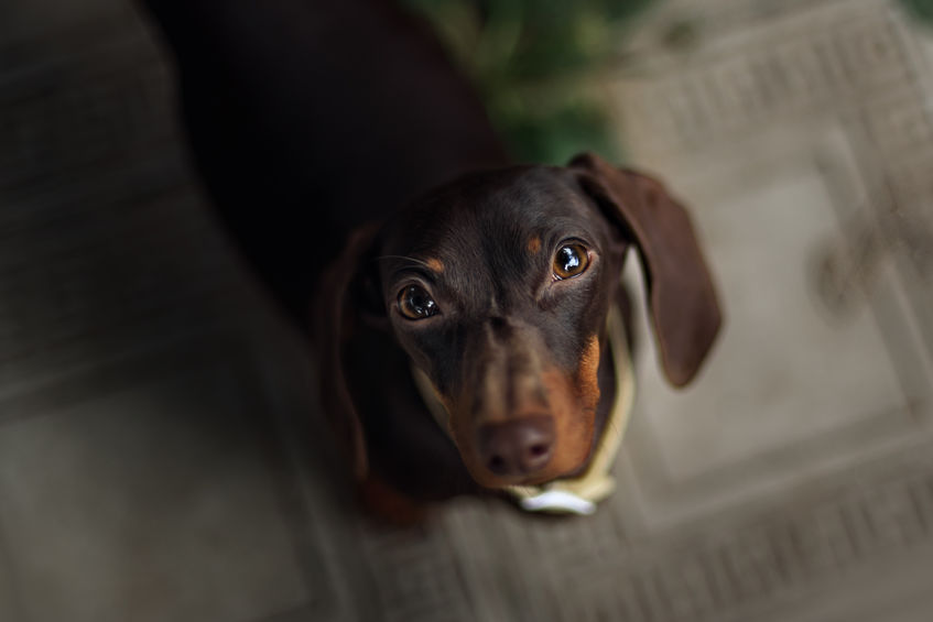 Pet Dachshund Standing on Looking Up big eyes