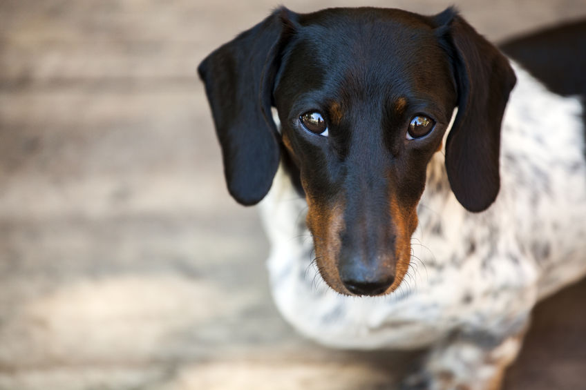 dachshund on floor of apartment