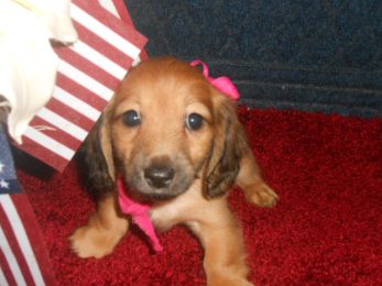 brown dachshund girl